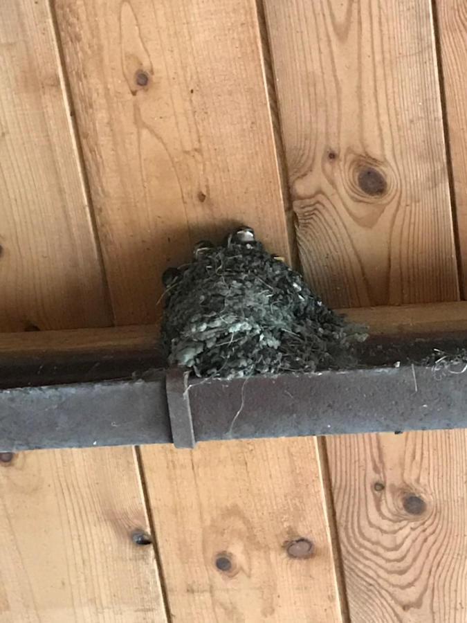 Hering Fewo I Apartment Terrace Wiek auf Rügen Dış mekan fotoğraf